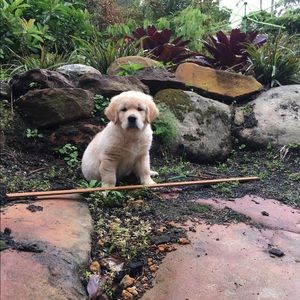 Meet your Posher, Janet